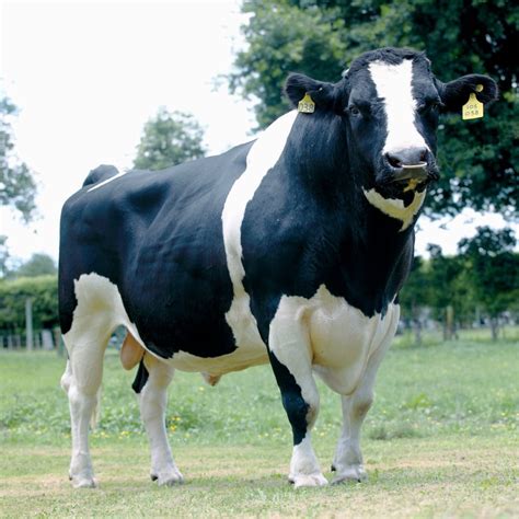 Dairy Bull .